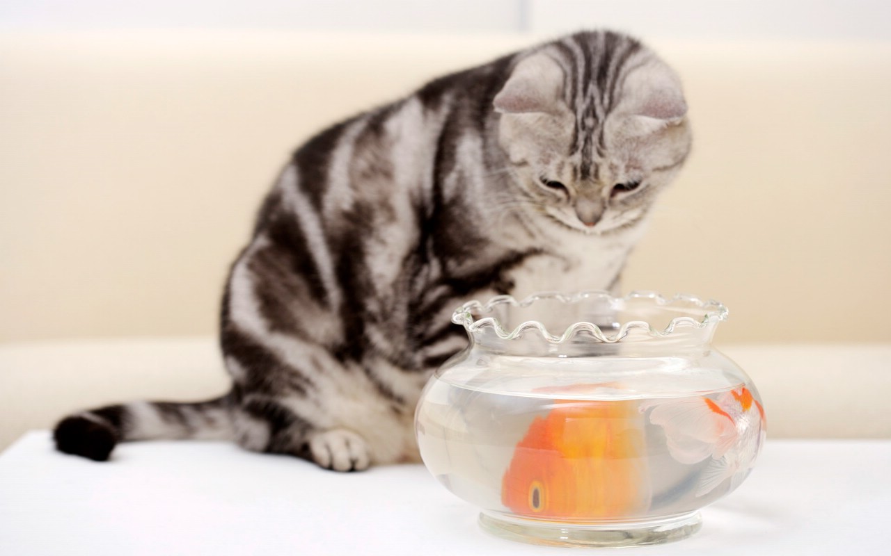 可爱小猫咪头像_可爱小猫咪头像主人我真的好累_wwwqqdoub 可爱小猫咪头像_ 可爱小猫咪头像_可爱小猫咪QQ头像大全_酷友网 可爱小猫咪头像_ 可爱小猫咪头像_可爱猫咪qq头像非常可爱小猫咪qq头像图片大 可爱小猫咪头像_ 可爱小猫咪头像_可爱小猫咪卖萌头像猫咪头像图片大全多儿 可爱小猫咪头像_ 可爱小猫咪头像_可爱小猫咪头像到头来还是猜不透最扑朔迷离 可爱小猫咪头像_ 可爱小猫咪头像_可爱小猫咪卖萌头像图片这也太袖珍了吧我喜 可爱小猫咪头像_ 可爱小猫咪头像_可爱小猫咪卖