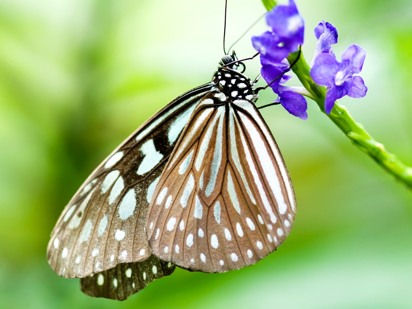最漂亮的蝴蝶_世界上最漂亮的六种蝴蝶