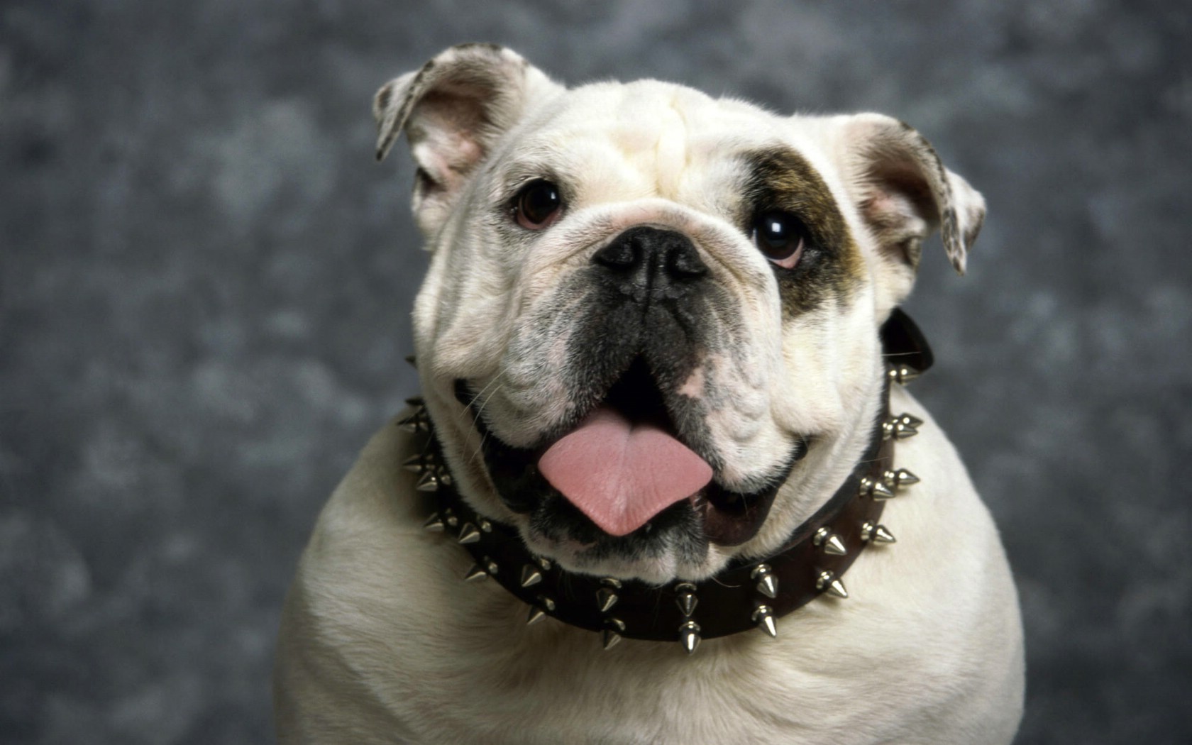 斗牛狗狗_狗狗图片_朵拉救狗狗_淘宝助理