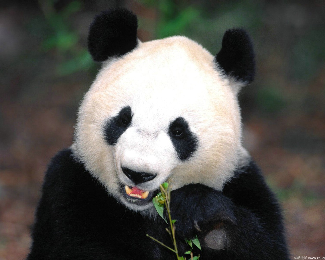 必应美图壁纸：扶着树干的大熊猫，四川卧龙国家级自然保护区 20220316 - 必应壁纸 - 中文搜索引擎指南网