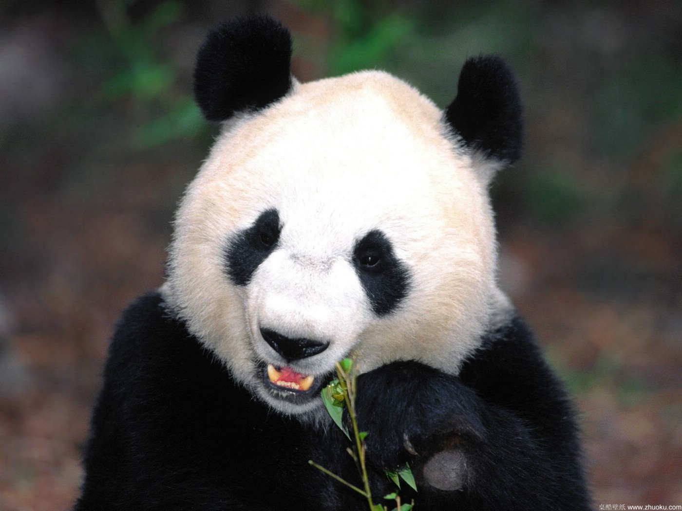 壁纸1400×1050可爱国宝 大熊猫高清晰壁纸壁纸,可爱国宝！大熊猫高清晰壁纸壁纸图片动物壁纸动物图片素材桌面壁纸