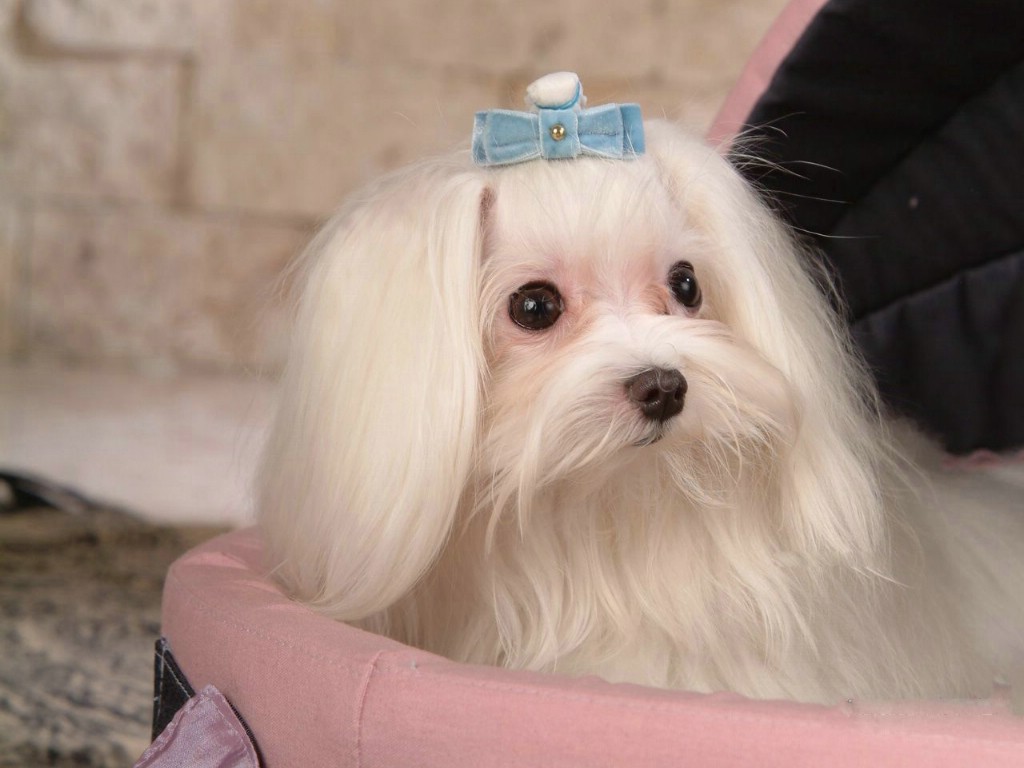 首页 红 影 犬 第 0 张 图片 来源 分享 红 影 犬 预览 ...
