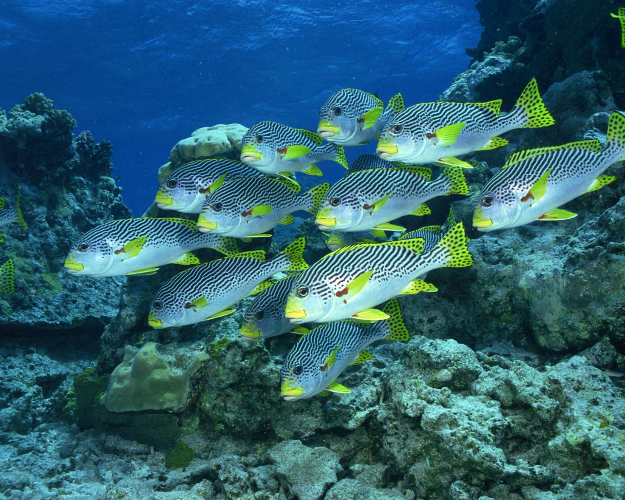 可游动海洋生物桌面带时间的壁纸,有海里的动物还有时隐。 鱼桌面海底世界是一款非屏保性质的美化软件,它的特点就是能在您工作的同时运行,不会给您的工作带来任何的不便,不像屏保软件那样只有在休息的时候才能看到如此美丽的画面。桌面海底世界让您的美丽彻底行动起来。您还可以根据自己的喜好,任意添加或删除您喜欢的鱼种和海草,享受DIY的乐趣.
