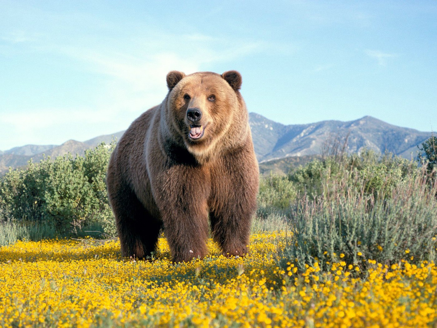 棕色的熊图片大全-棕色的熊高清图片下载-觅知网