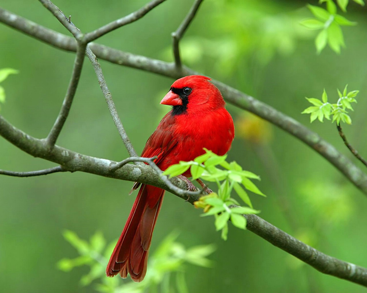 壁纸1280×1024野生鸟类摄影壁纸,野生鸟类摄影壁纸图片-动物壁纸-动物图片素材-桌面壁纸