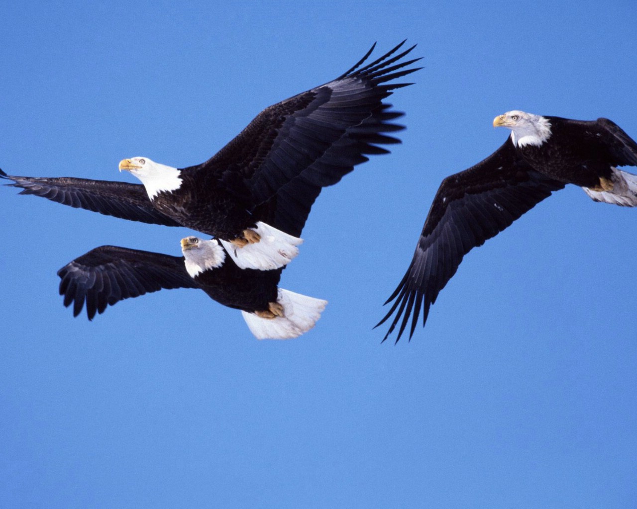 FOTO AGUILAS VOLANDO foto aguilas volando:
