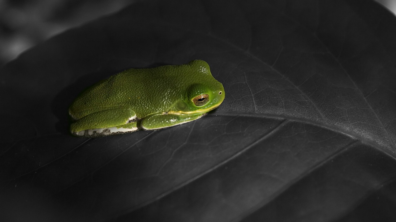 壁纸1280×720非主流宽屏手机壁纸壁纸,非主