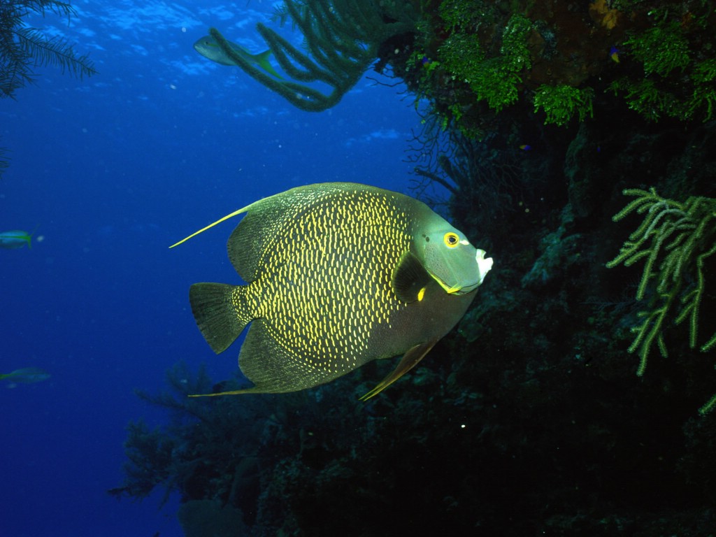 ...海底魚桌面壁紙 超清海底魚桌面壁紙 海底珊瑚 魚動態壁... 超清海底魚桌面壁紙 超清海底魚桌面壁紙 海底珊瑚 魚動態壁紙 安卓版 免費下載 機鋒市場 高清海底世界魚類240 320動態手機壁紙394,高清海底 高清海底動態壁紙 高清海底魚動態屏保 海底3d高清動態屏保 海底魚動態桌面壁紙 海