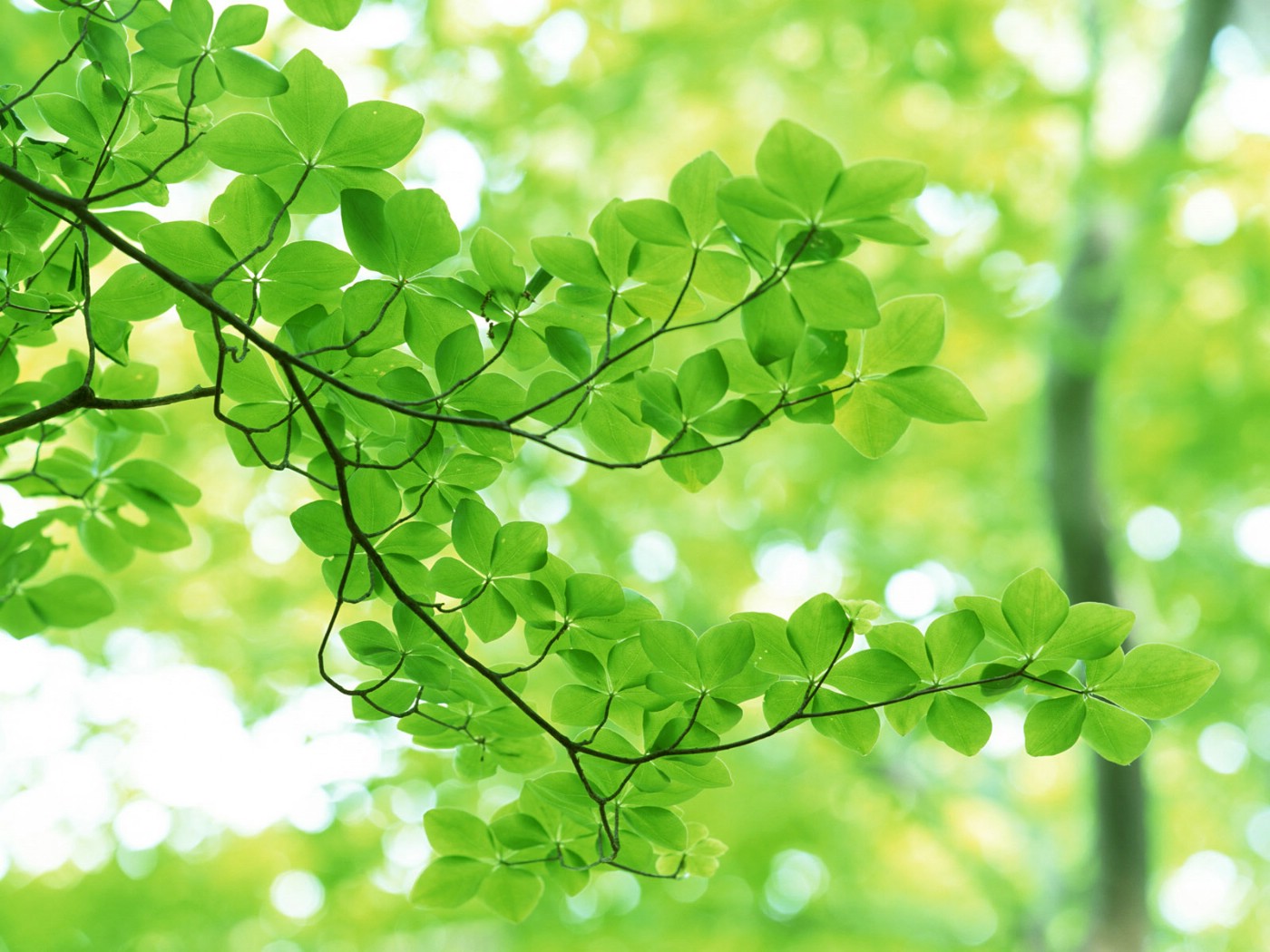清新空气 自由呼吸——绿叶与露珠清新自然ppt背景 （11张）,ppt图片 - 51PPT模板网